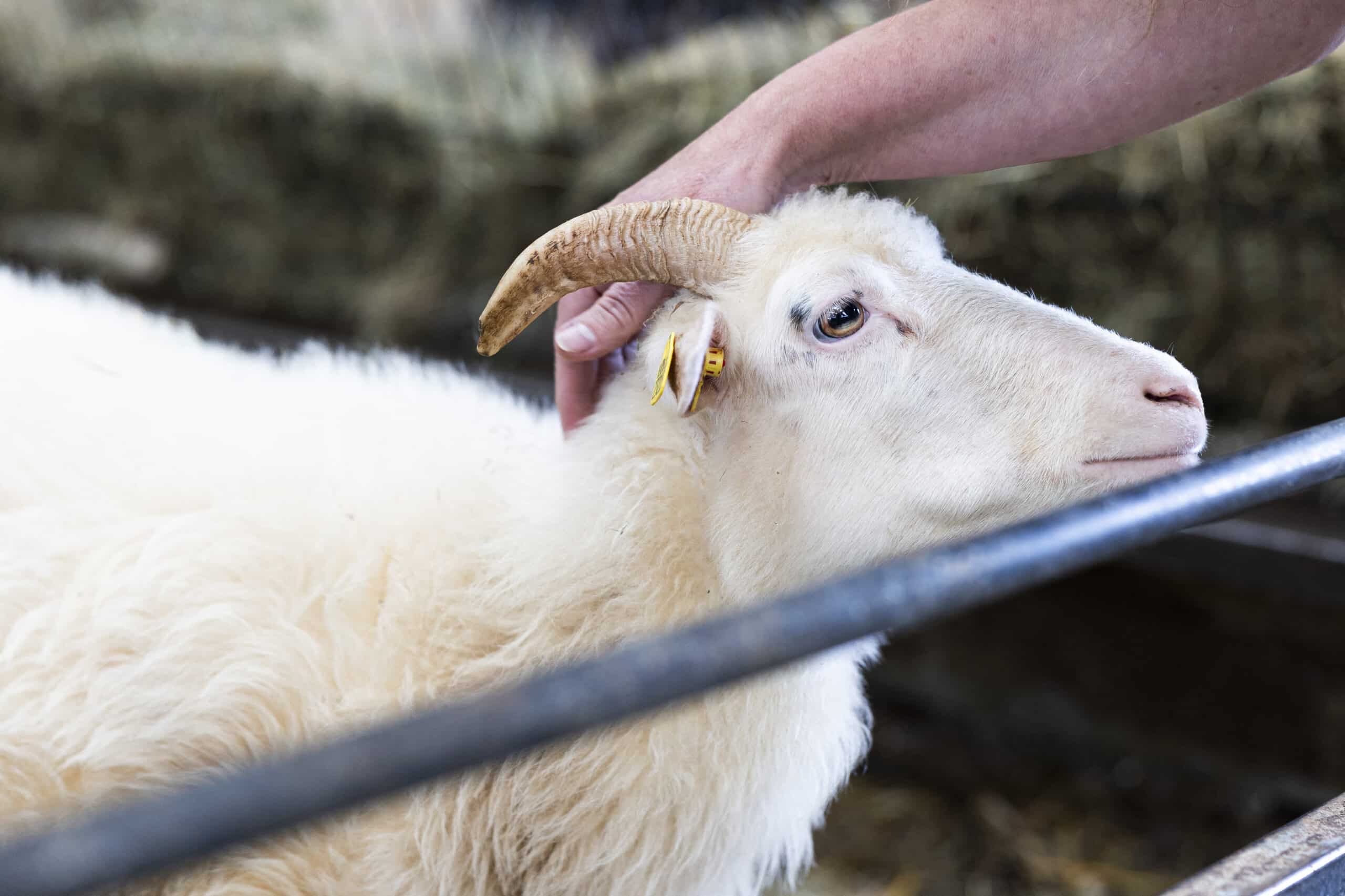 Bluetongue crisis: German sheep farmers feel abandoned