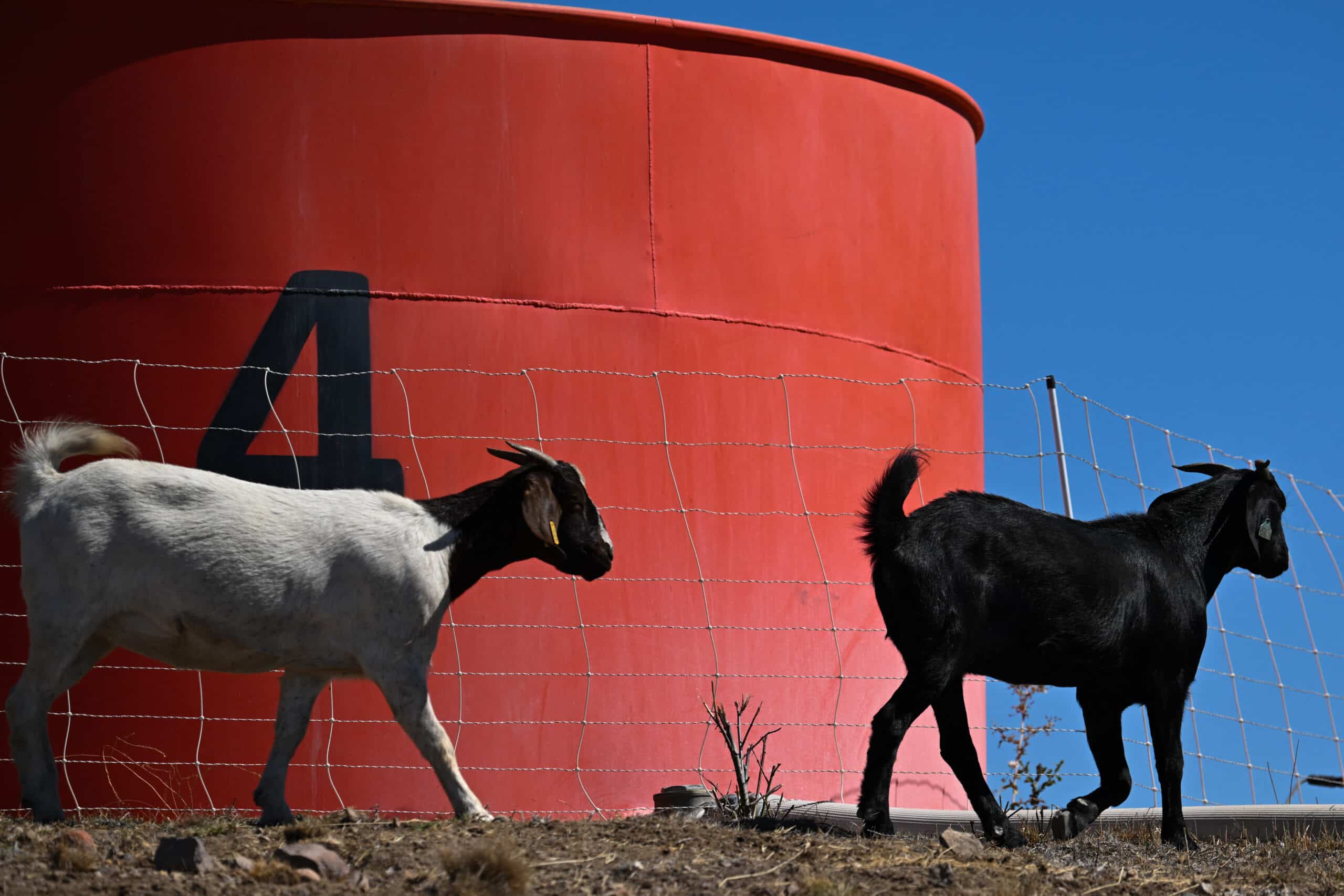 No more Q fever cases: Ban on live goat imports from US lifted