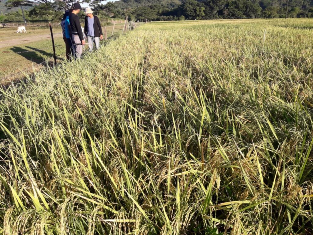 Hybrid rice plants at the maturity stage, nearing harvest, are displayed in a research field at the University of the Philippines Los Baños (UPLB), showcasing efforts to enhance rice production through innovative breeding techniques. (Photo courtesy of Dr. Ted Mendoza)