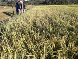 How hybrid rice can feed the Philippines