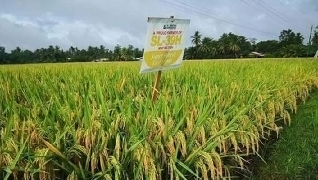 Hybrid rice plants at the maturity stage, nearing harvest, are displayed in a research field in Nueva Ecija. The crop yielded 16 tons per hectare, significantly surpassing the average yield of hybrid varieties, which typically produce 8 to 12 tons per hectare. (Photo courtesy of Dr. Ted Mendoza)