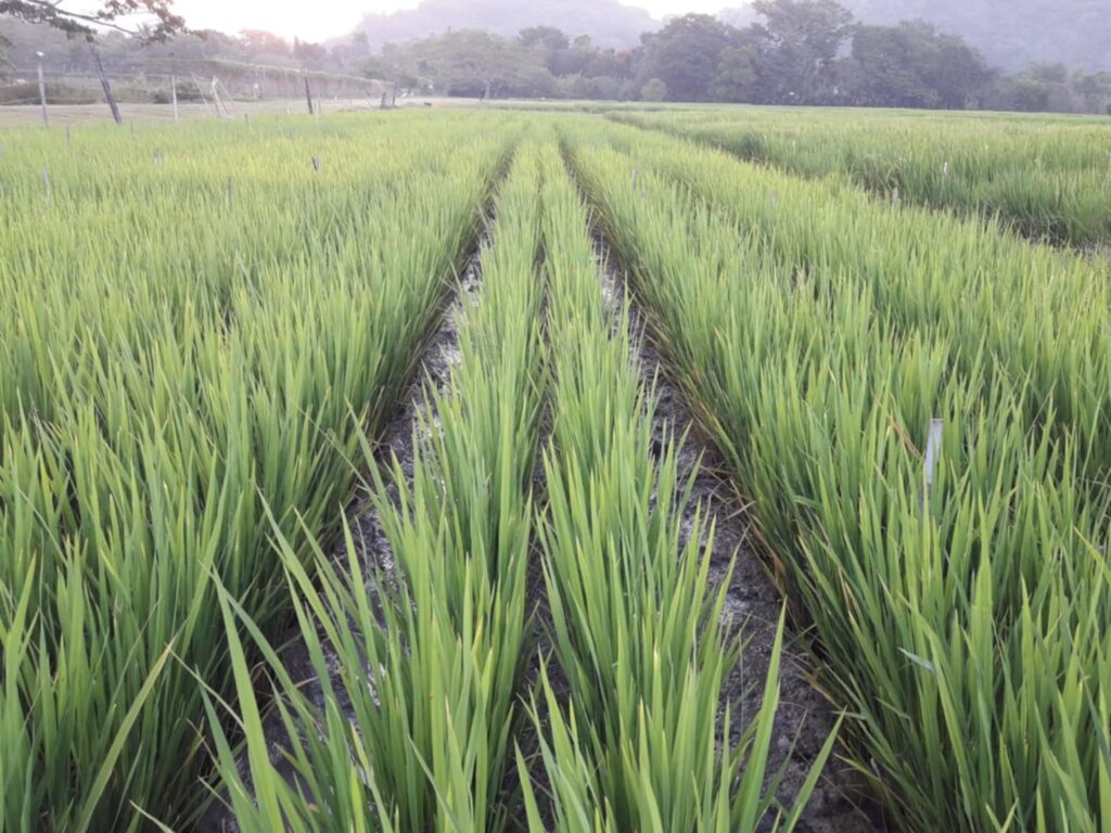 Hybrid rice plants in the panicle formation stage, observed in a research field at the University of the Philippines Los Baños (UPLB), highlighting advancements in rice breeding for improved yield and resilience. (Photo courtesy of Dr. Ted Mendoza)