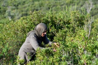 Tunisia women herb harvesters struggle with drought and heat