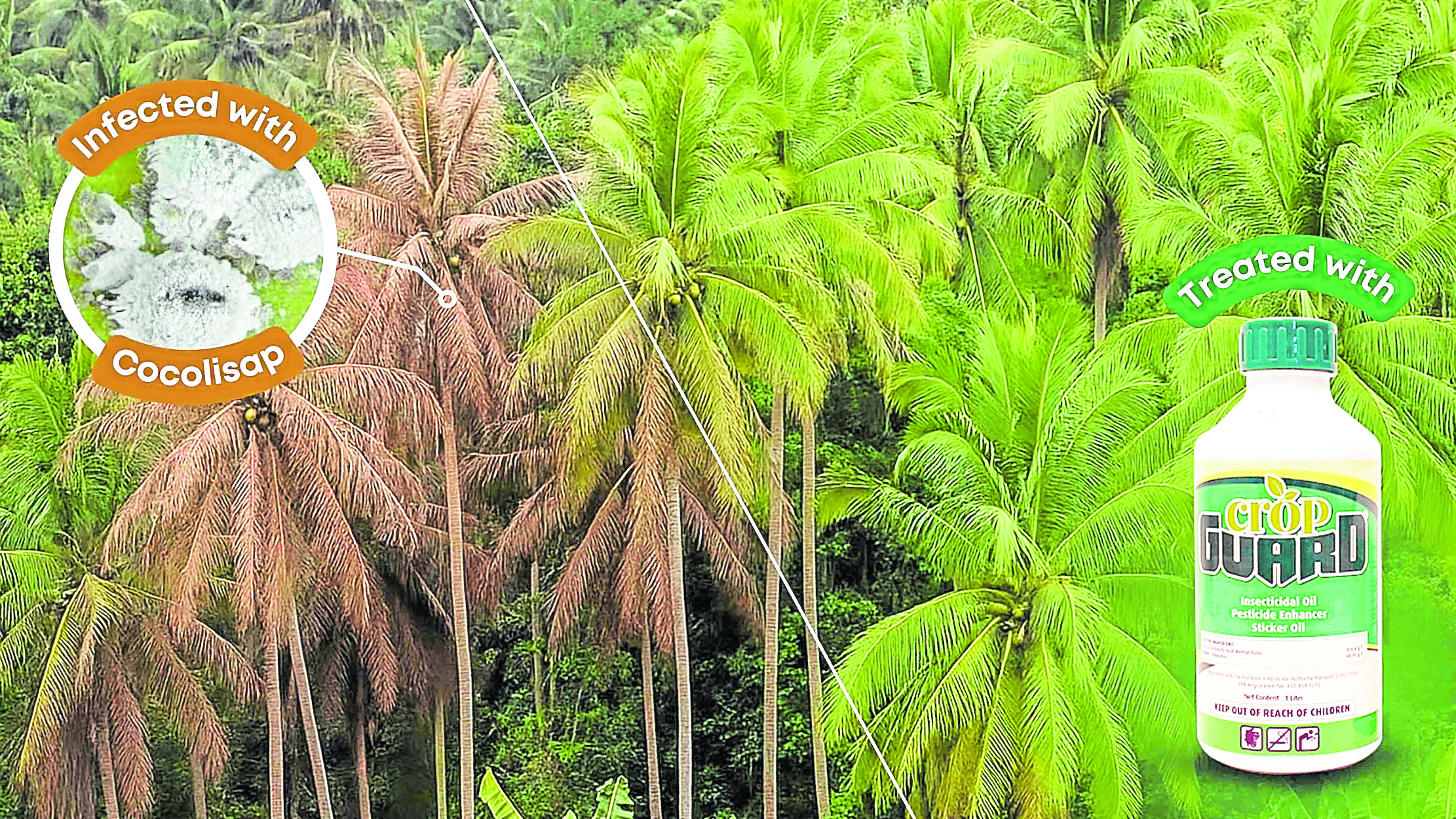 Chemrez gets green light for coconut pesticide