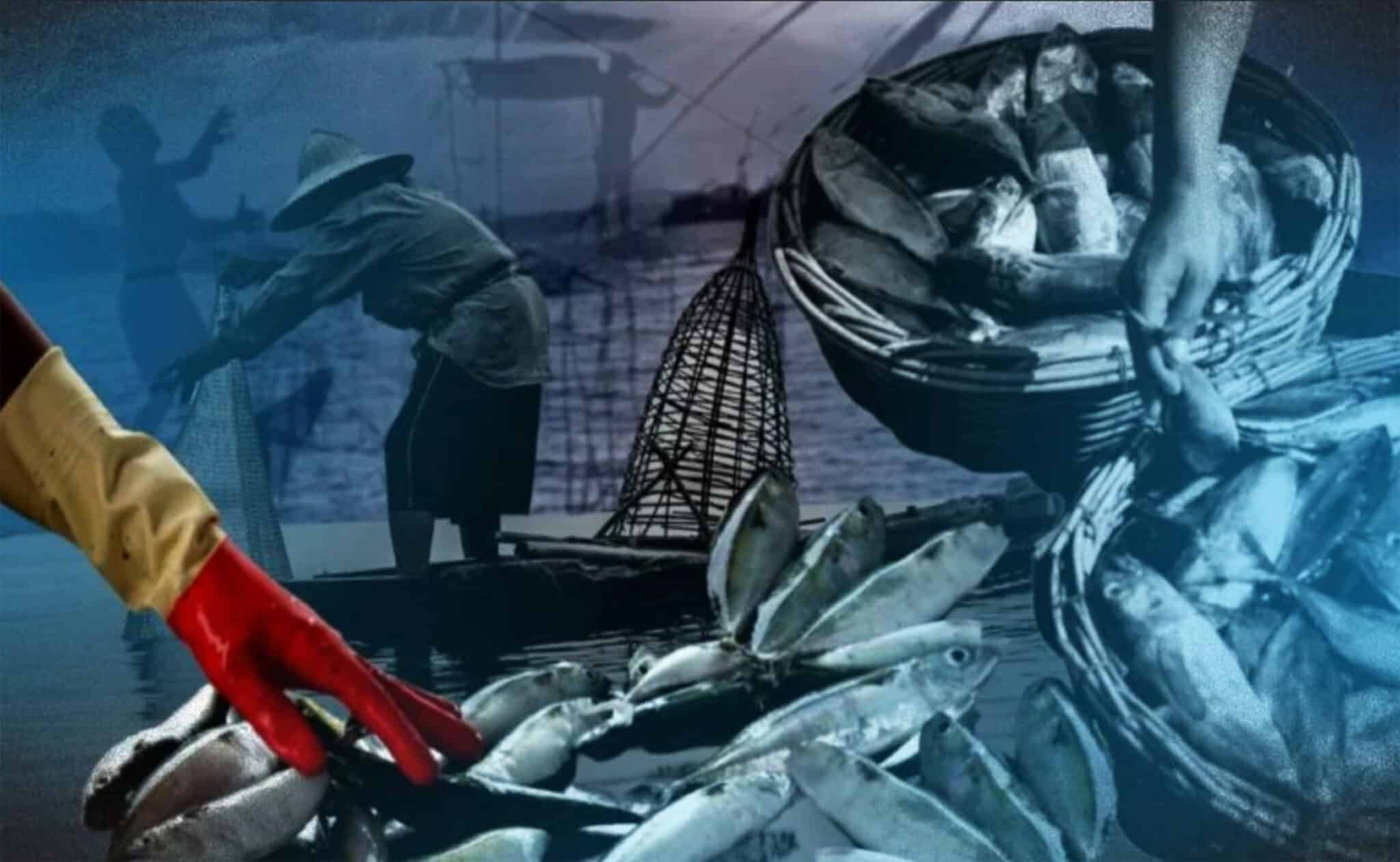 PH losing 45 million kilos of fish a year—conservation group