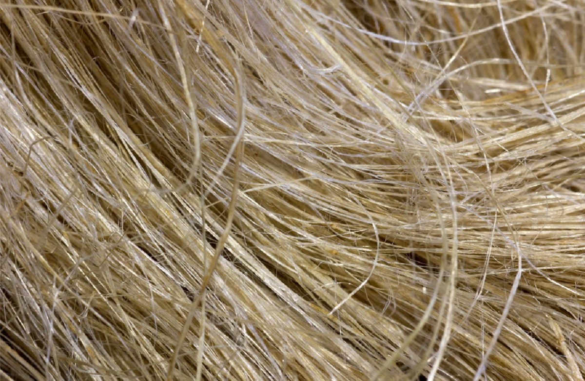 Banana fiber eyed for domestic industry boost