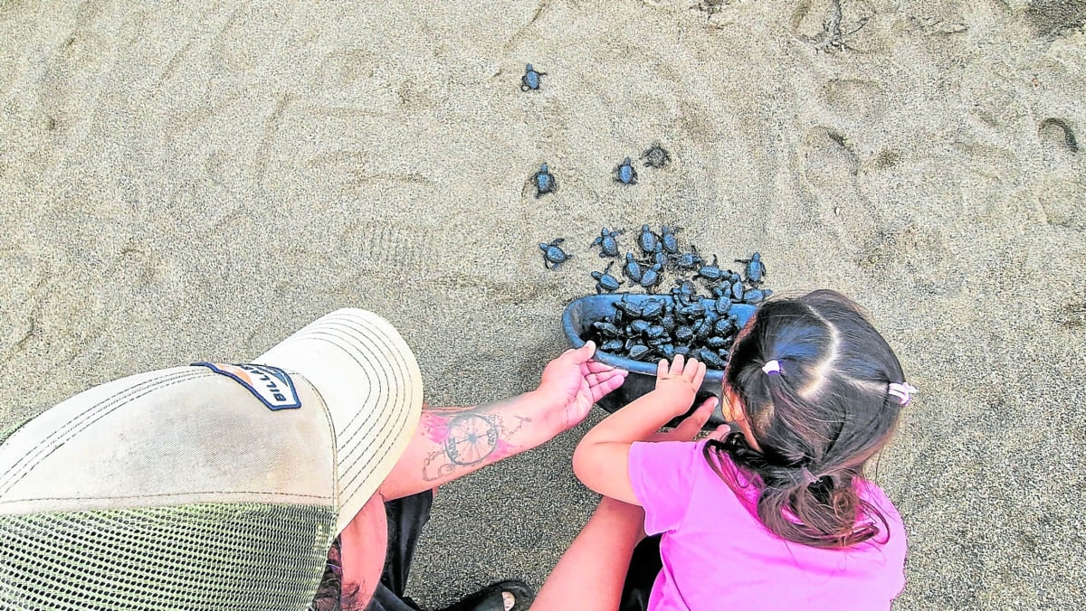 Tiny flippers, big impact: Development and nature can coexist