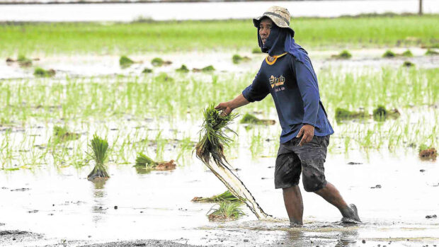 PH agri output rebounds, ends 3 quarters of decline